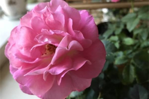 Rose