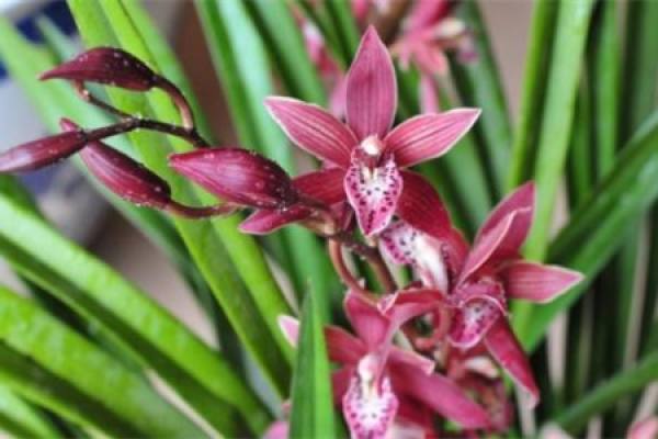 Cymbidium