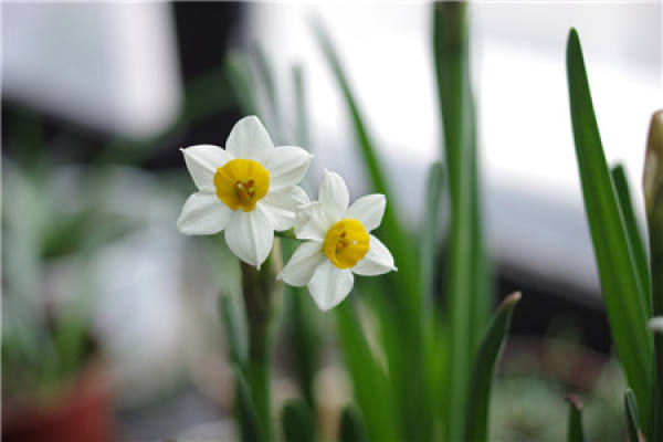 Narcissus
