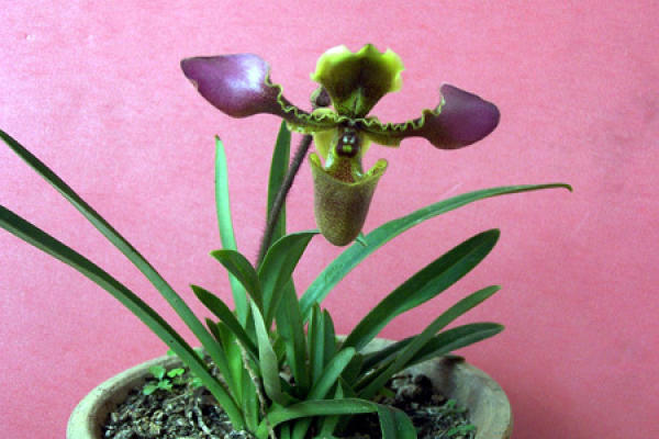 Orchid