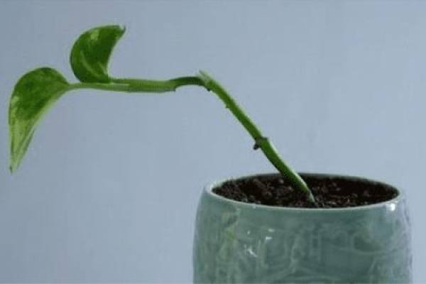 cutting pothos