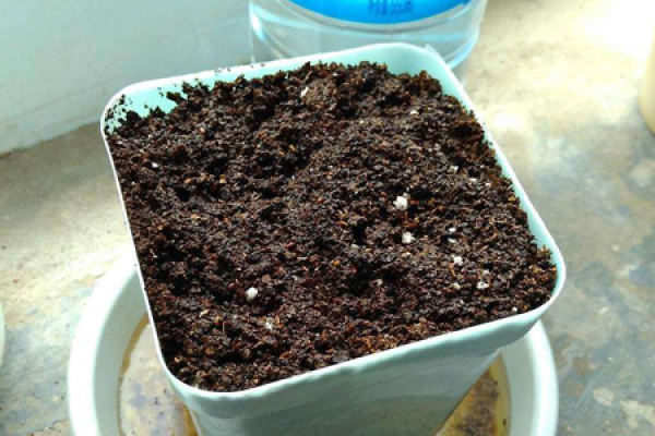 soil