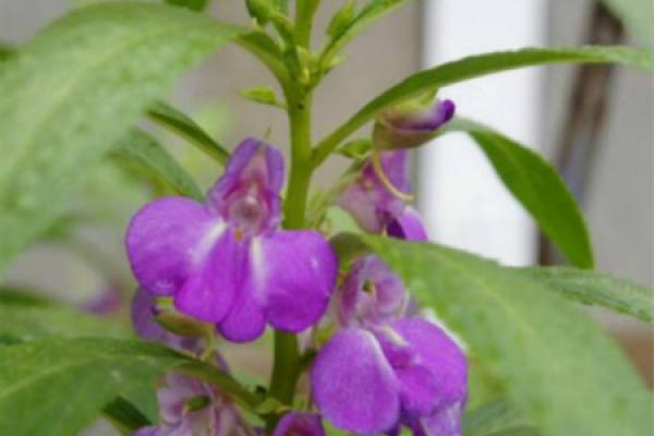 Impatiens balsam