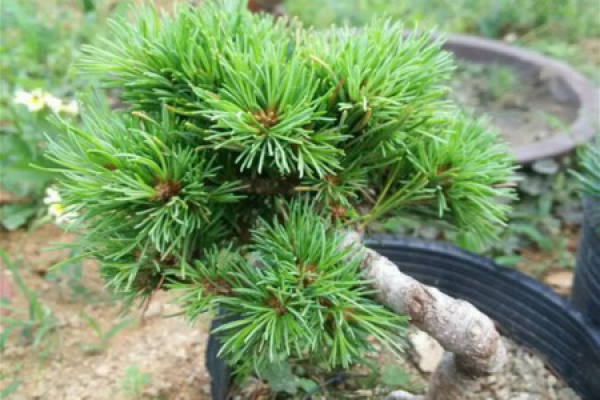 Nasuwuzhen pine