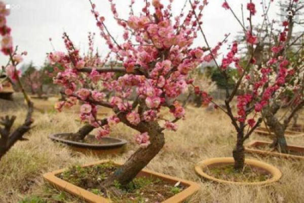 Plum blossom