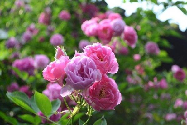 Rose Flower