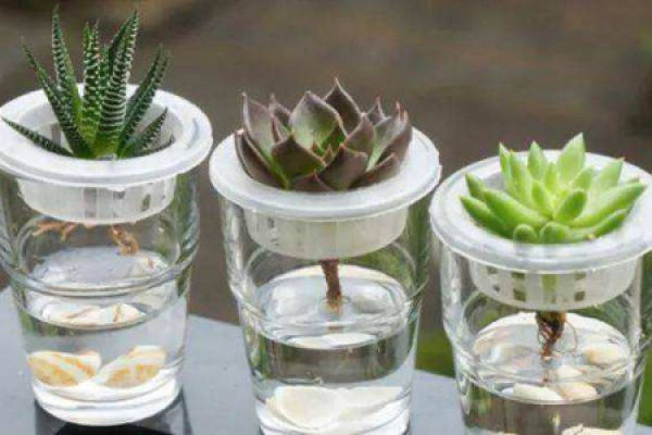 hydroponics and fleshy