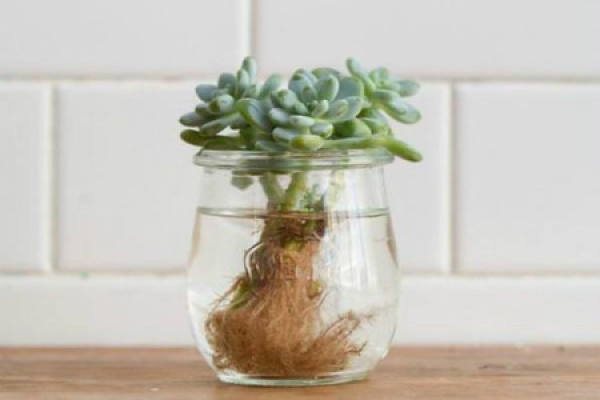 hydroponics and fleshy