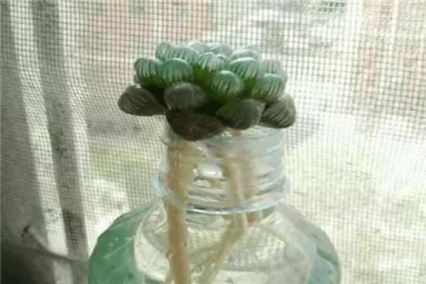 Hydroponic fleshy