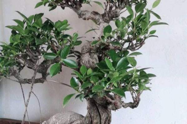 Ficus formosana