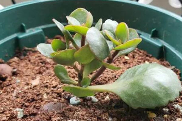 longevity flower