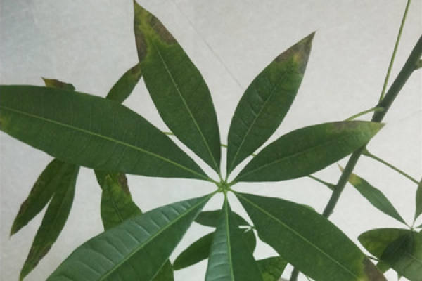 Fortune Tree