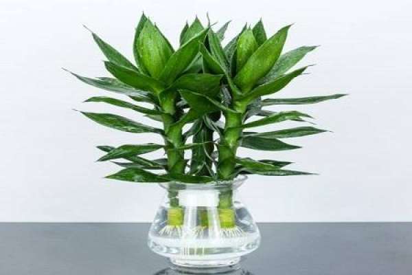 Lucky Bamboo