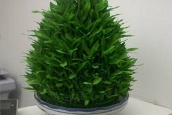 Lucky Bamboo