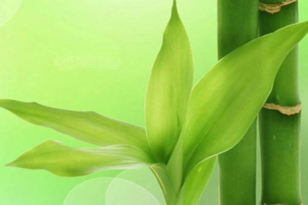 Lucky Bamboo