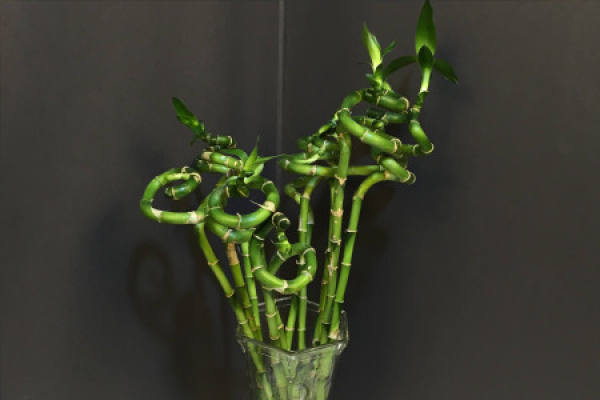 dragon bamboo