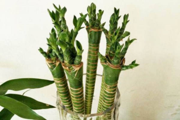 Dendrocalamus giganus