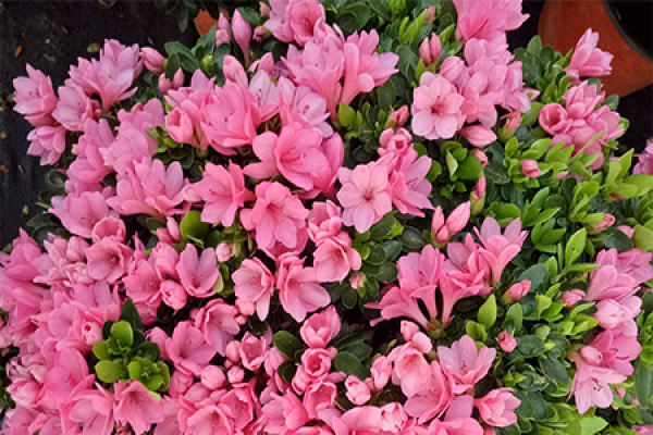 azalea
