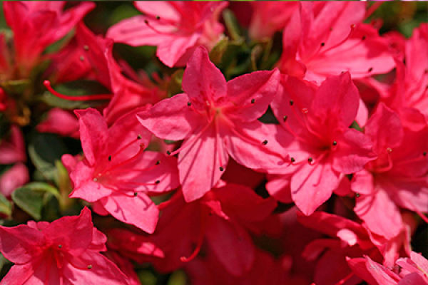 Rhododendron