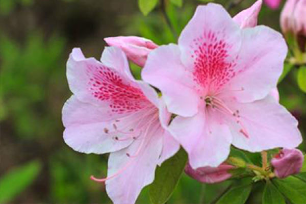 Rhododendron