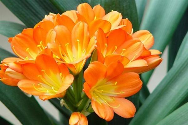 Clivia in the shade