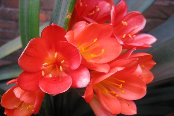 Clivia miniata