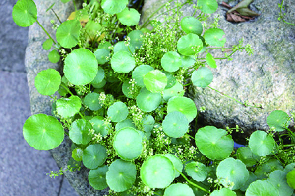 Herba Lysimachiae Christinae