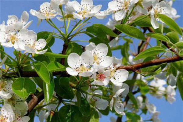 Pear Tree