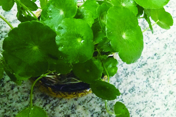 Herba Lysimachiae Christinae