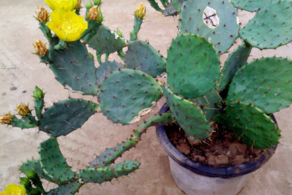 cactus
