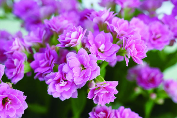 Jonquil