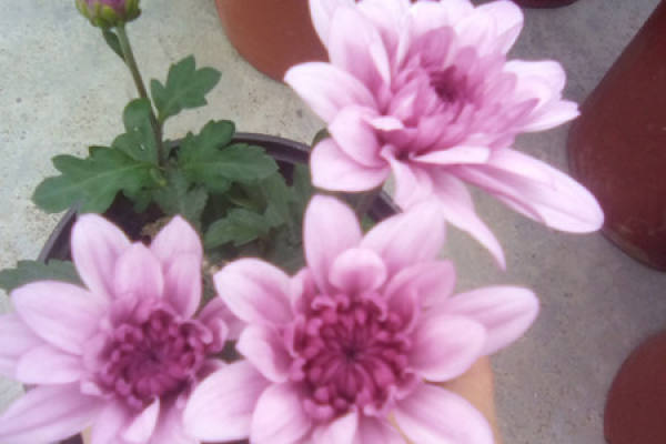 Chrysanthemum