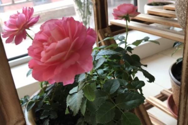 Roses