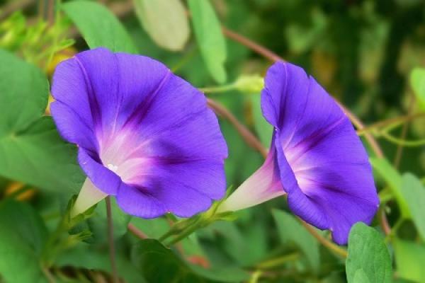 Morning Glory