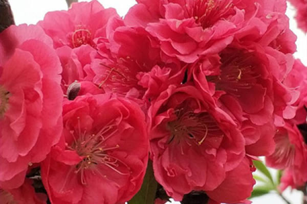 Peach blossom