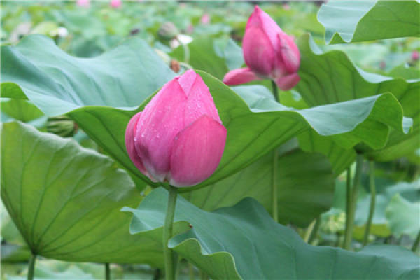 lotus