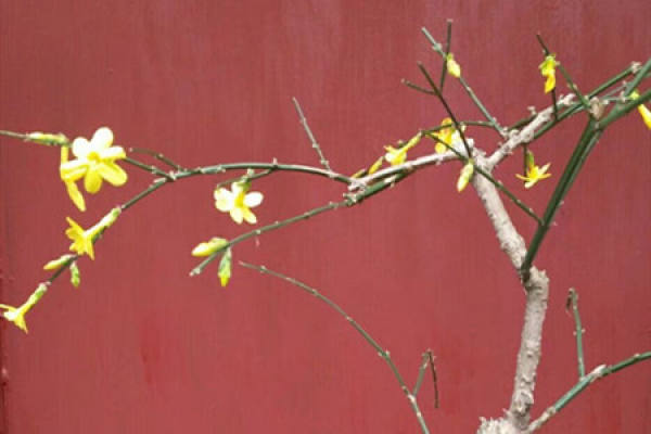 Winter jasmine