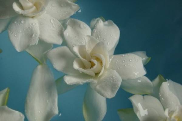 Watered gardenia