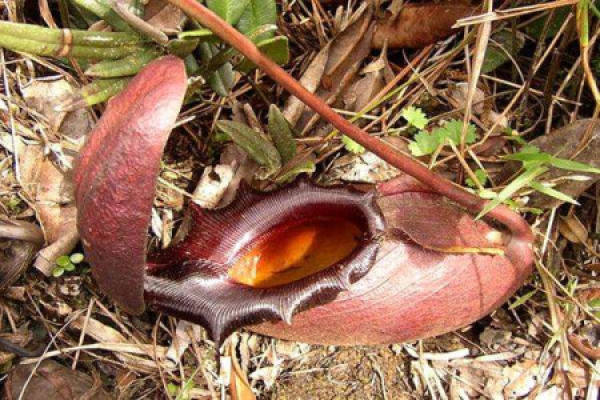 Nepenthes