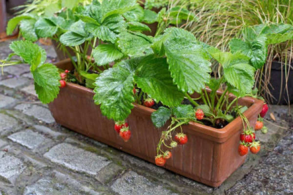 strawberry