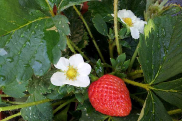 Strawberry