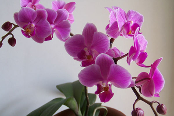 Butterfly Orchid