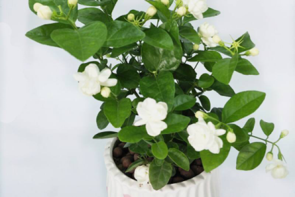 Jasmine