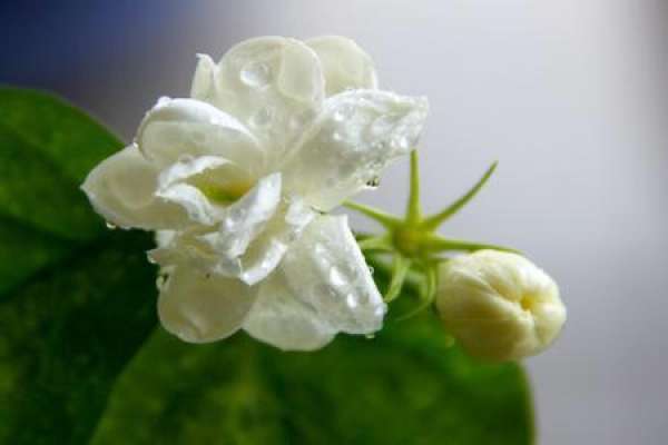 Jasmine