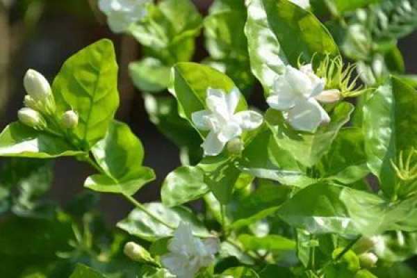 Jasmine