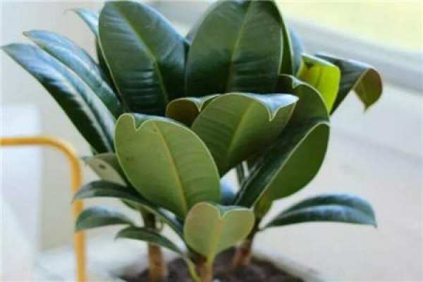 Rubber Tree