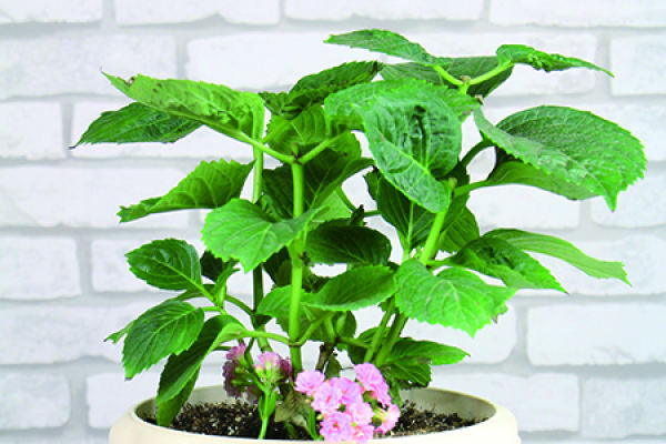 longevity flower