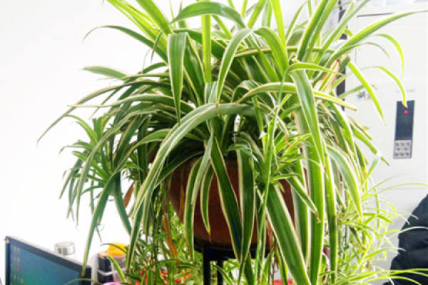 Chlorophytum comosum