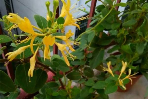 Lonicera japonica