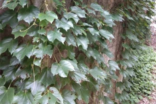 Chinese ivy